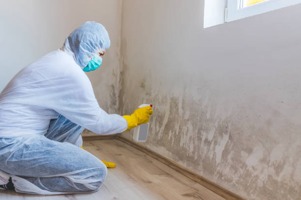 Licensed Mold Remediation service in Orrstown, PA - WQB Mold Removal